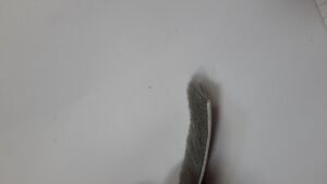 Четка за плъгащи врати 12 мм